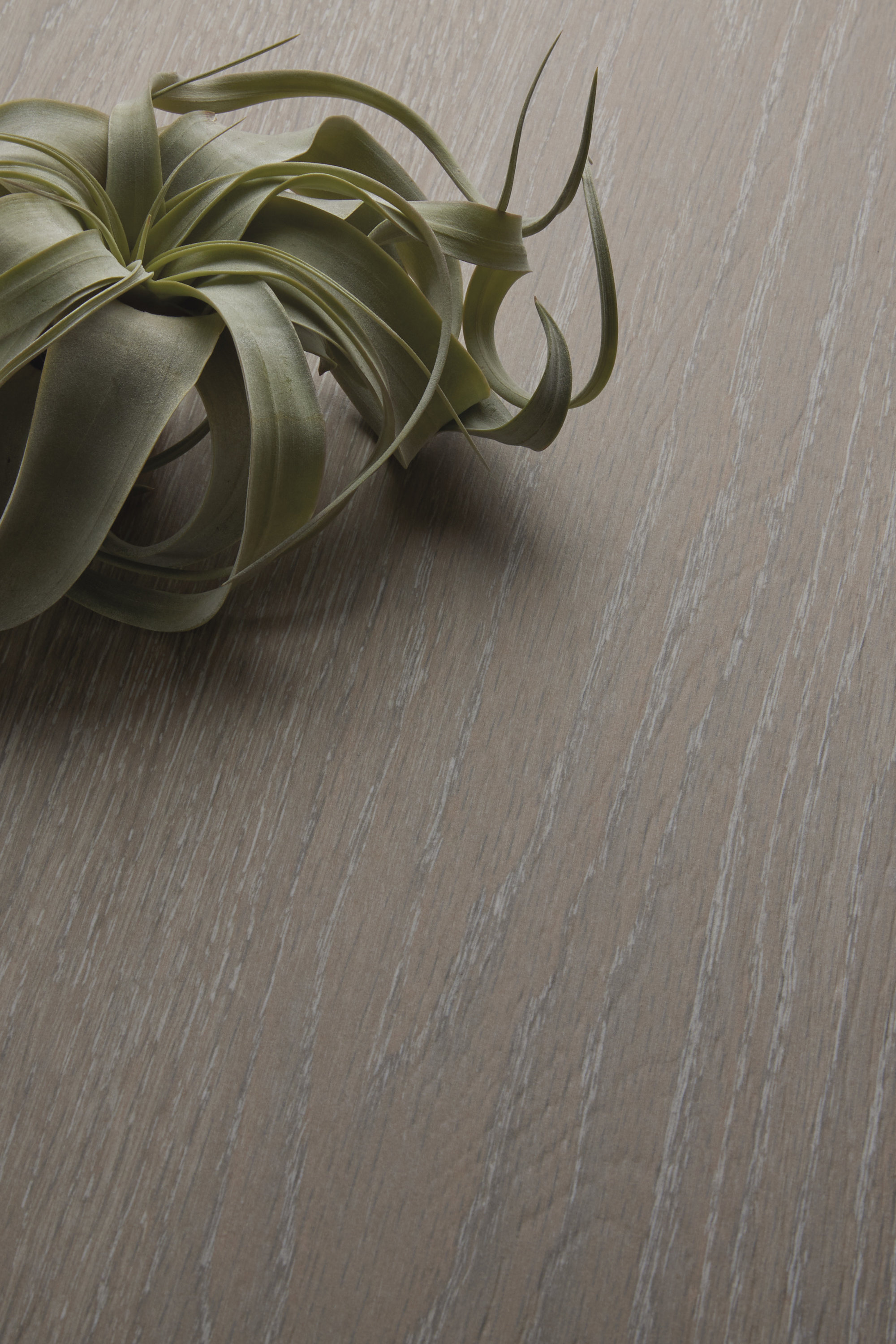 Grey wood-look tile with fine grain, decorated with a Tillandsia.