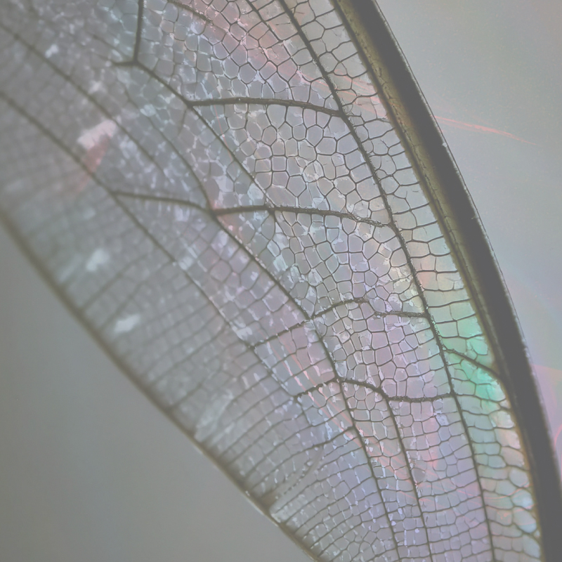 METAMORPHOSIS: IRIS CERAMICA GROUP’S MULTISENSORY JOURNEY AT FUORISALONE: 
