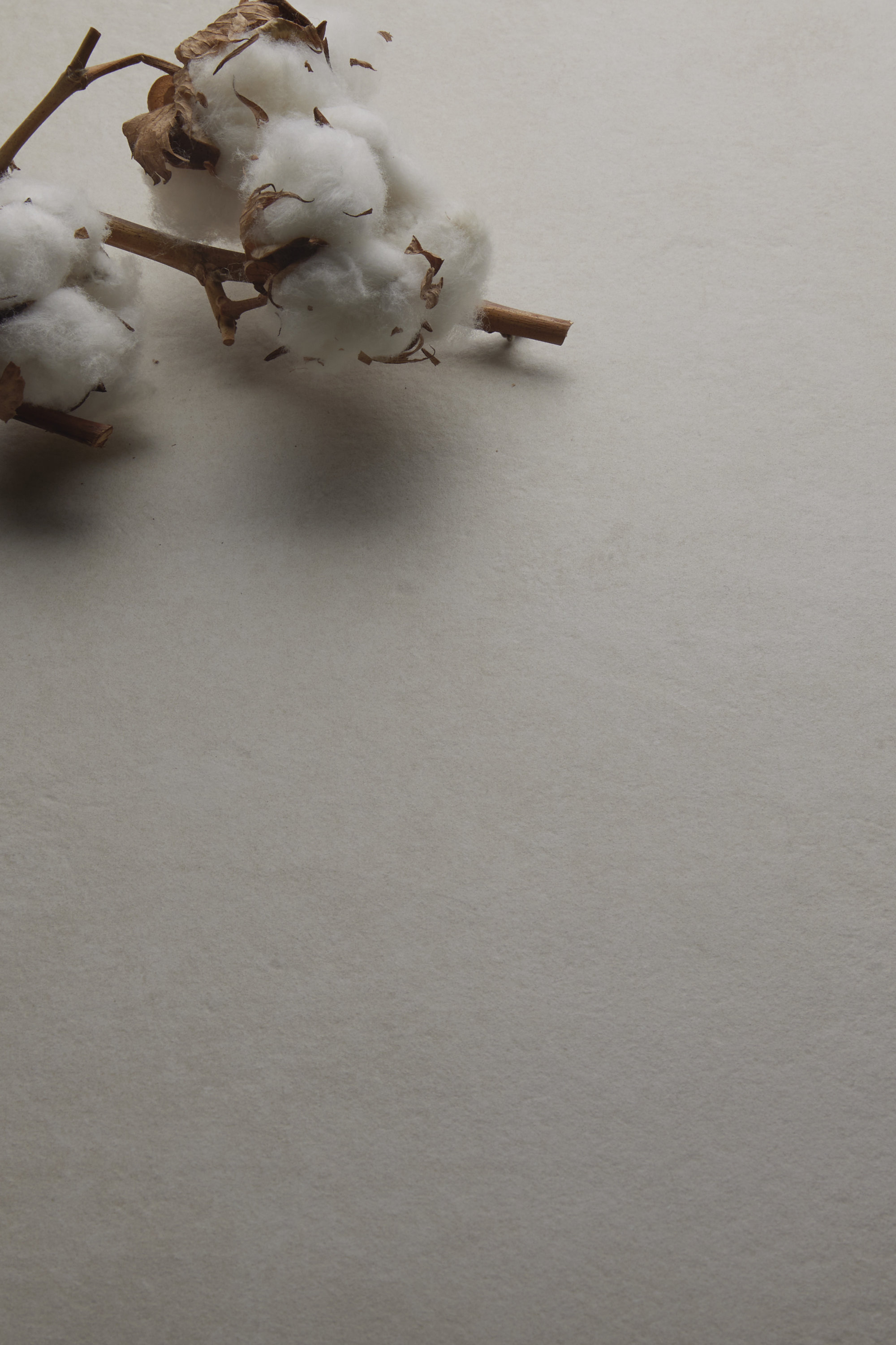 Natural cotton branches on a light background for a cozy atmosphere.