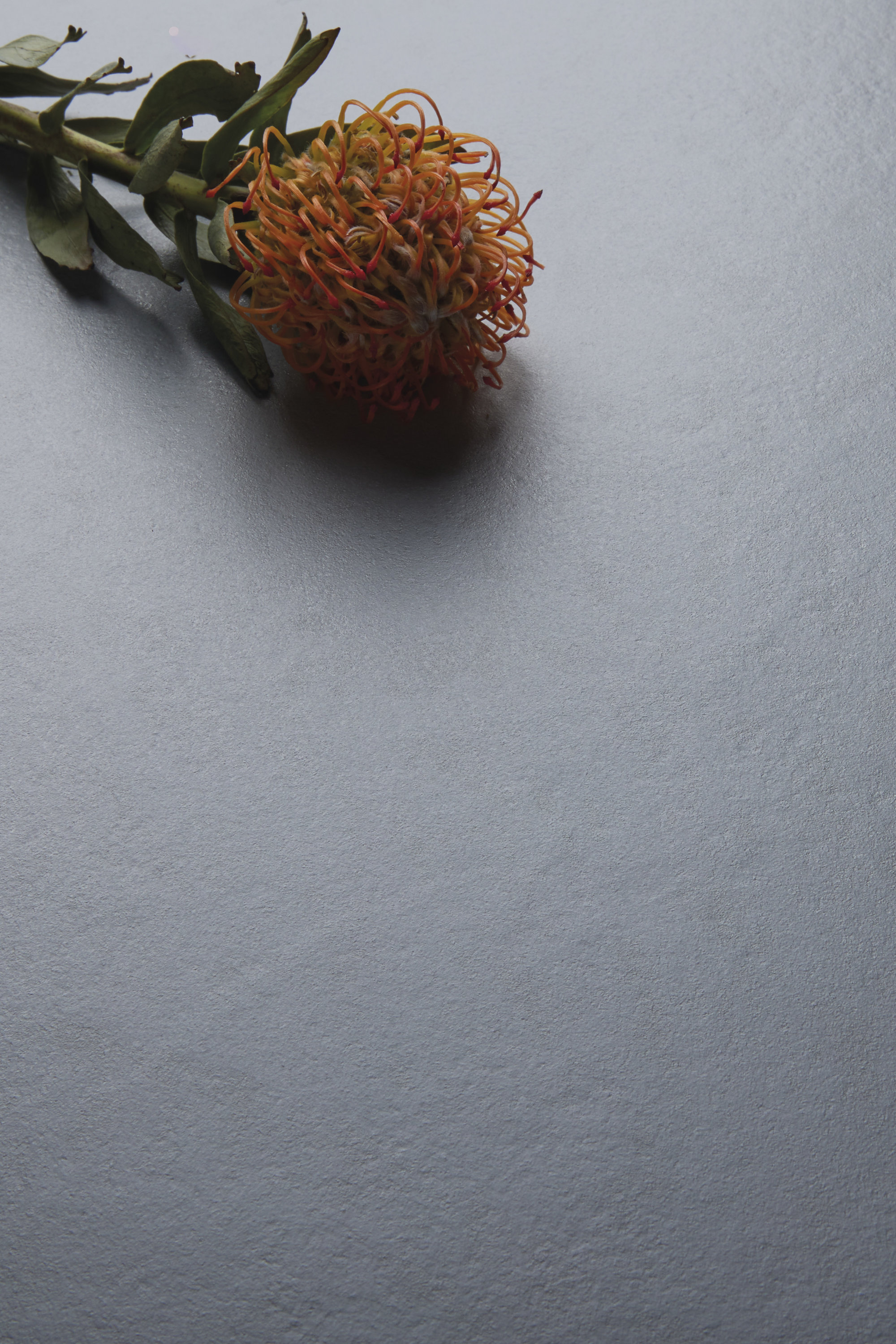 Premium aesthetic: orange bloom on grey surface.