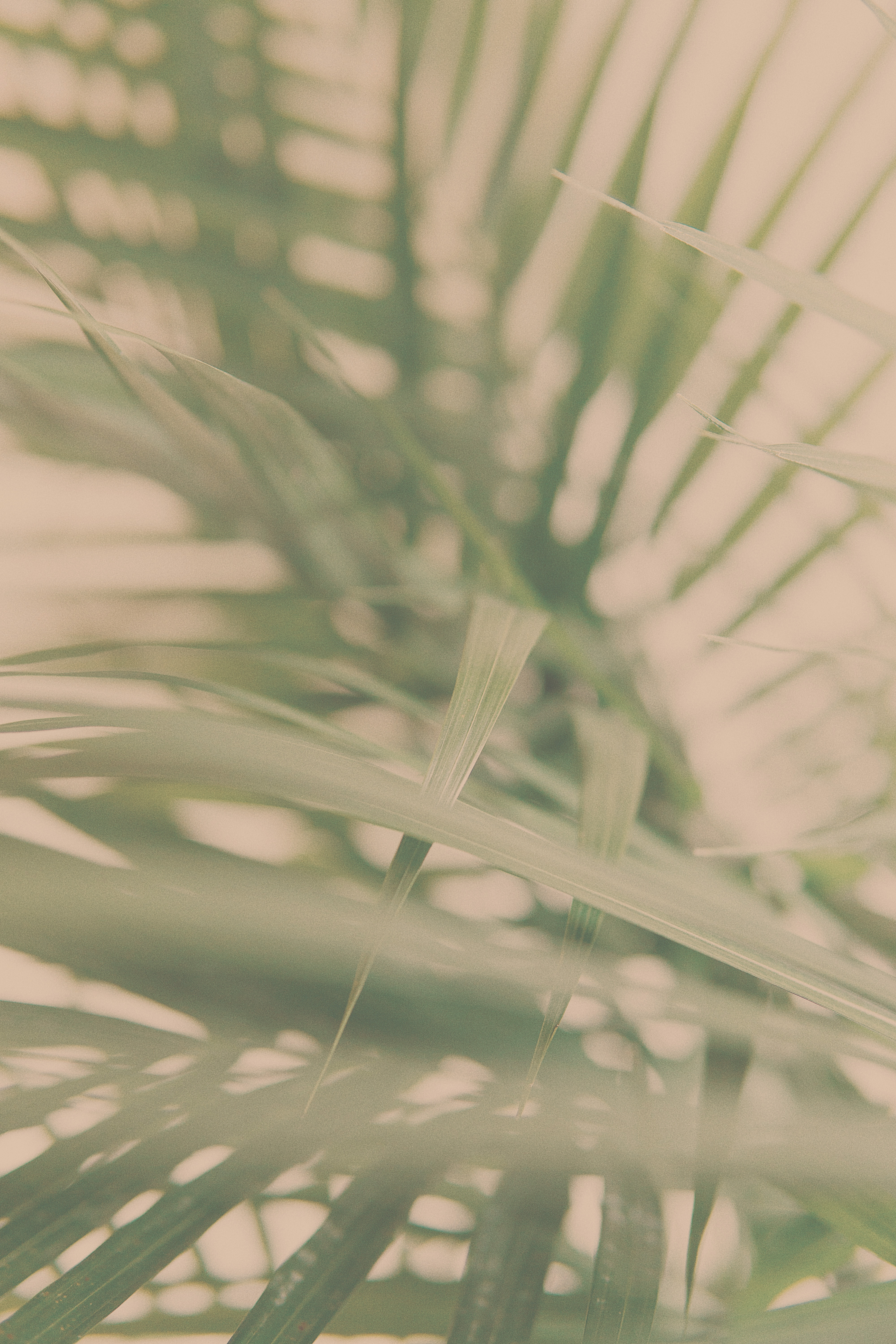 Blurry green palm leaves in warm light, creating a relaxed atmosphere.