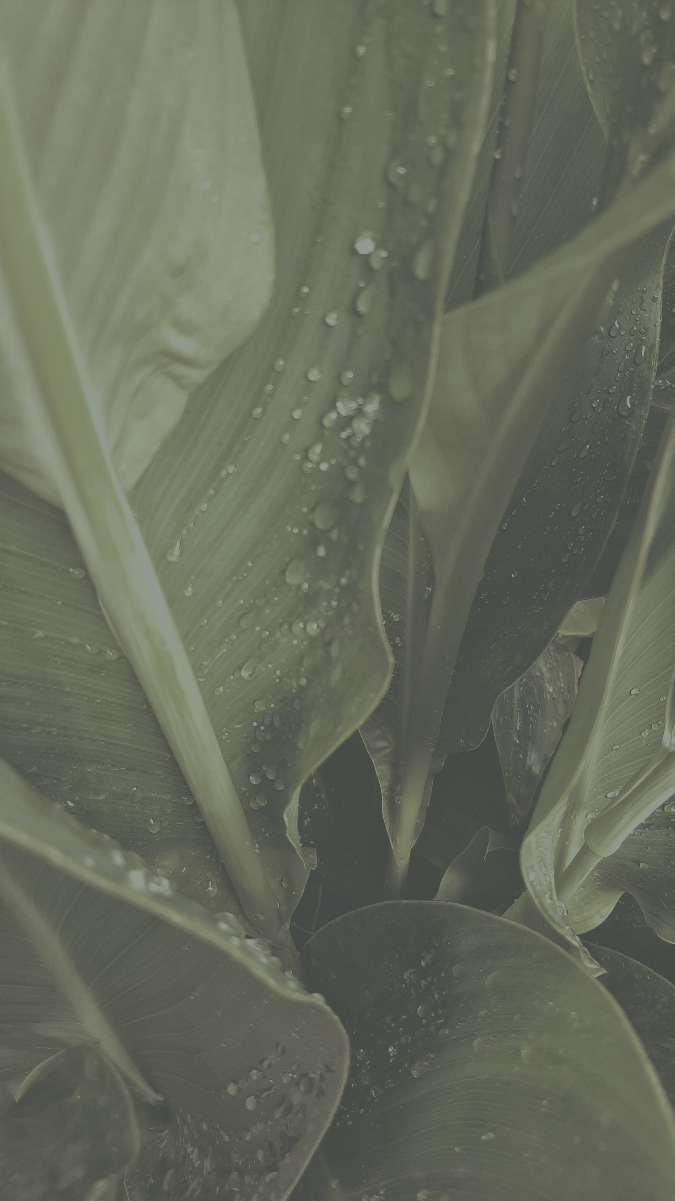 Green leaves with dewdrops.