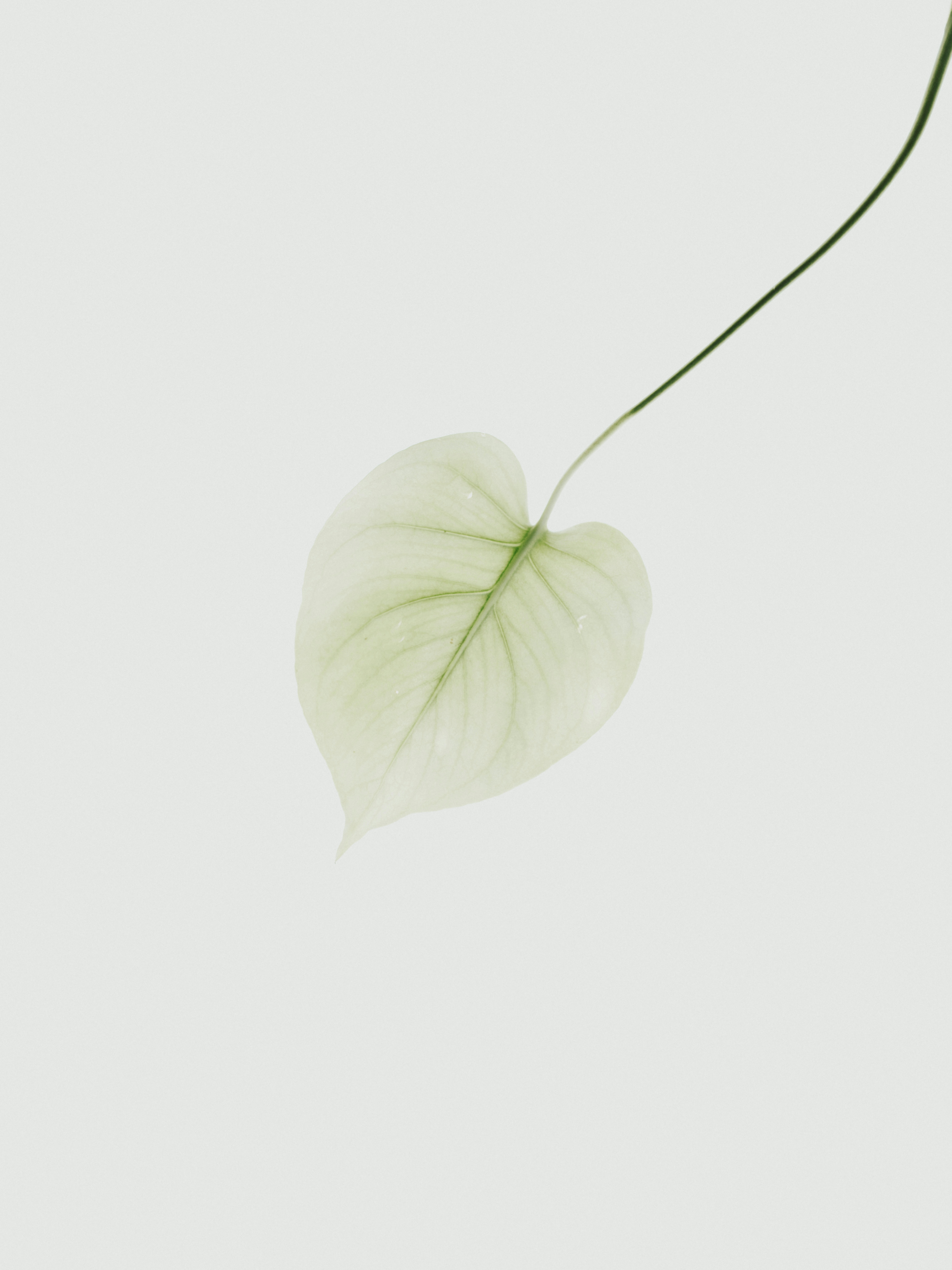 A delicate, light green leaf on a light background for a natural aesthetic.