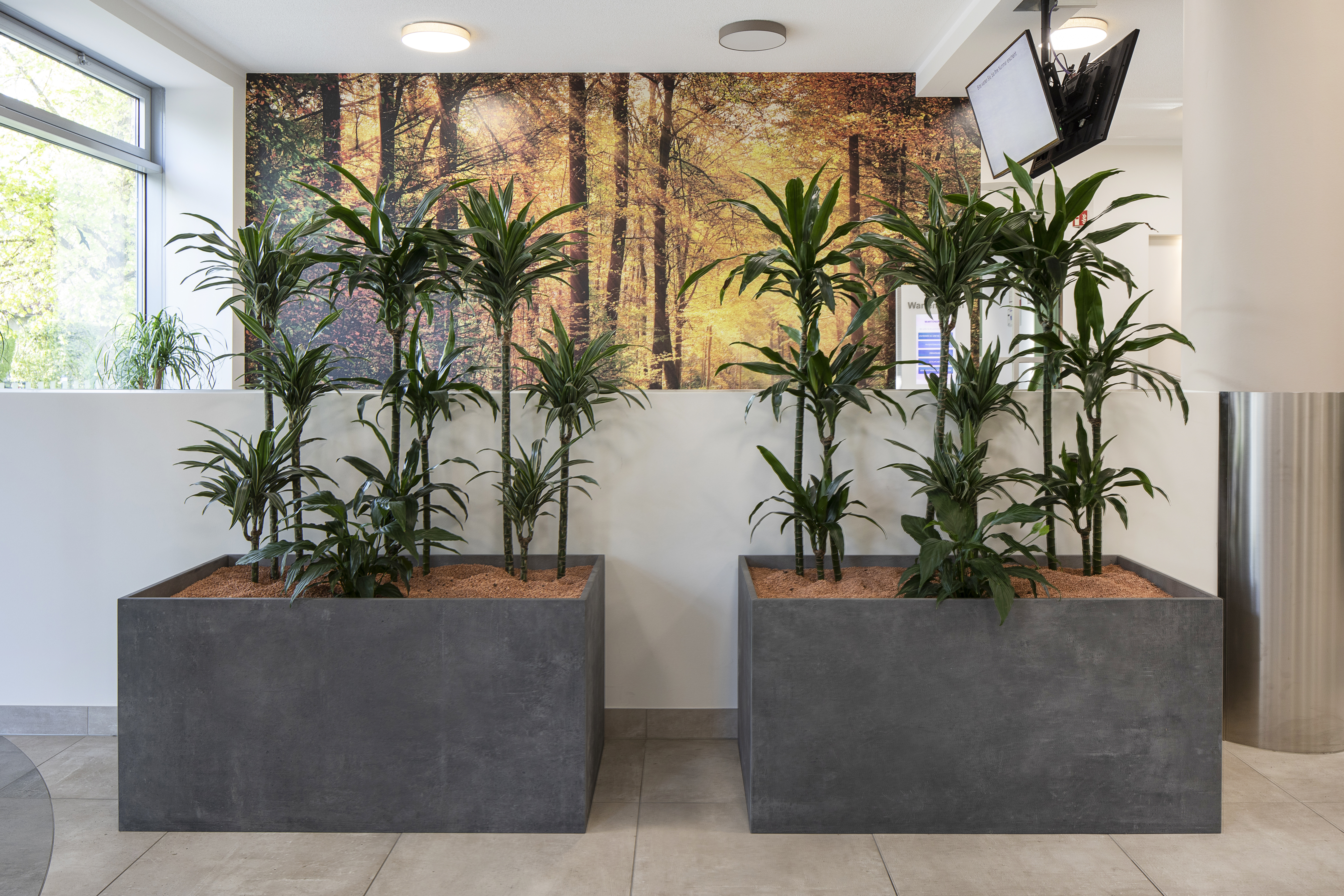 Bright, large-format indoor tiles in a modern room with plant pots.