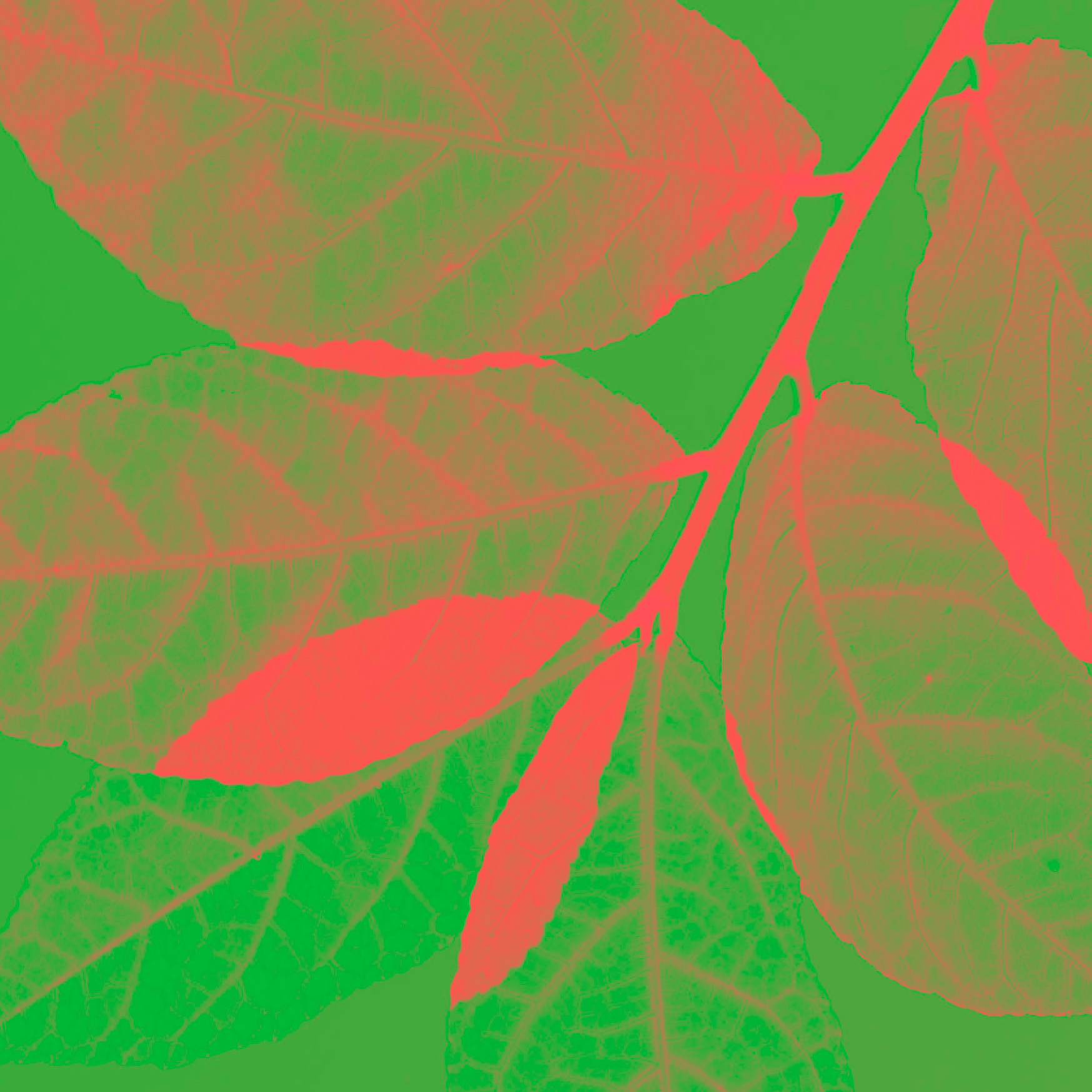Abstract leaf pattern in vibrant green and coral red, ideal for modern home design.