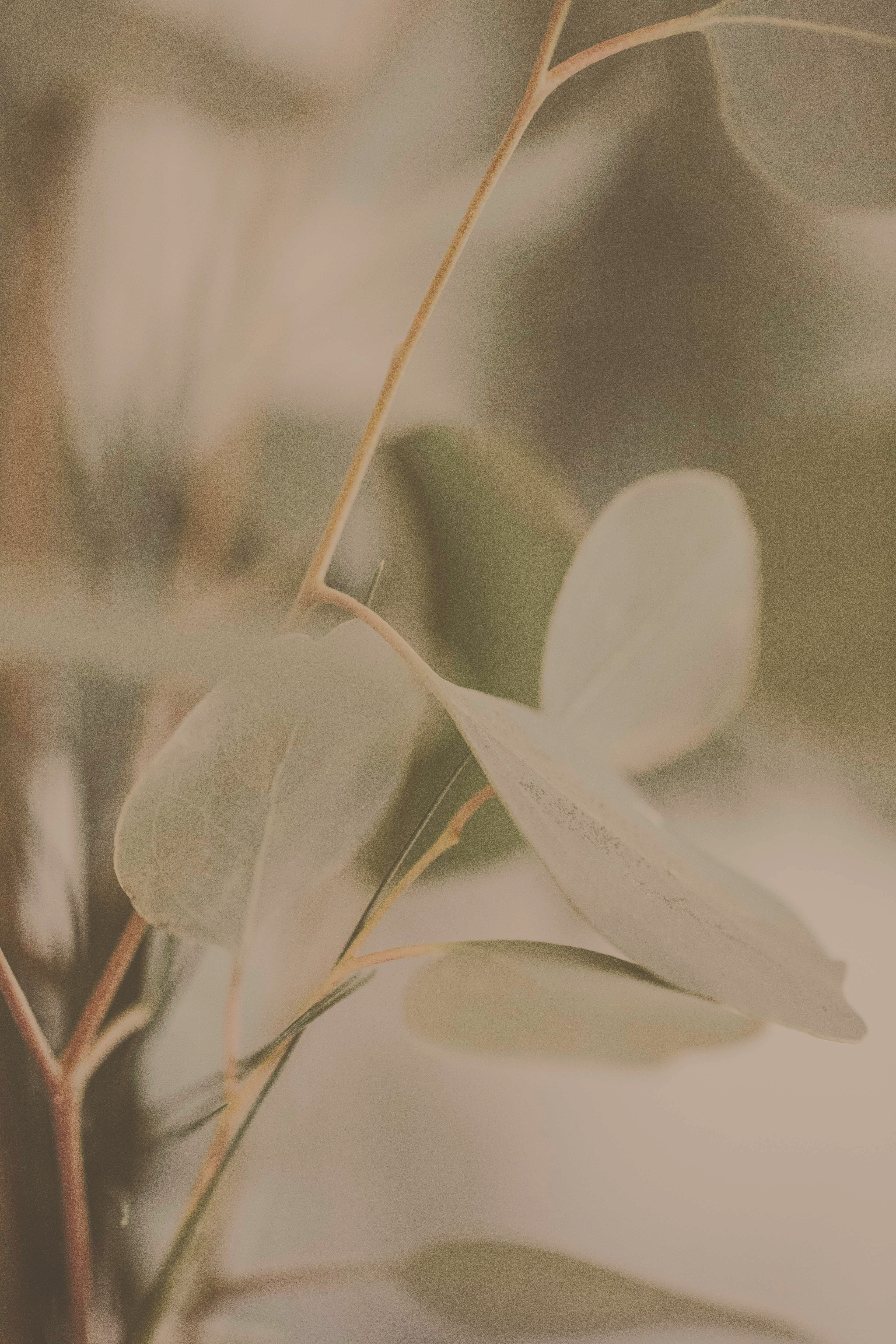 Soft eucalyptus leaves for a harmonious living atmosphere.